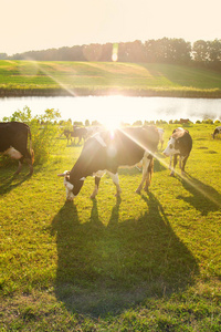 阳光照射下的奶牛