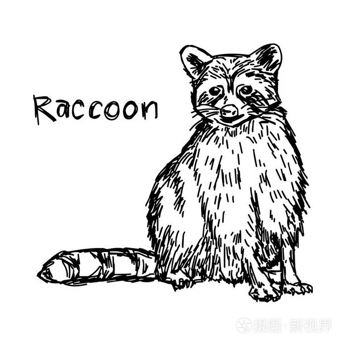 浣熊坐-矢量图草图手绘与孤立的白色背景上的黑色线条