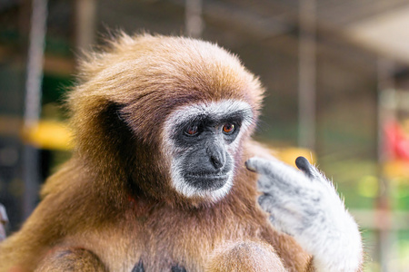 动物园手指图片