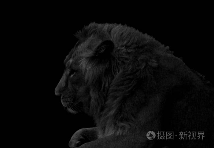 黑色背景下的狮子肖像黑白相间