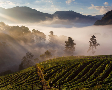 草莓园，视图的晨雾在 doi 安康山，清迈，泰国多雾的早晨日出