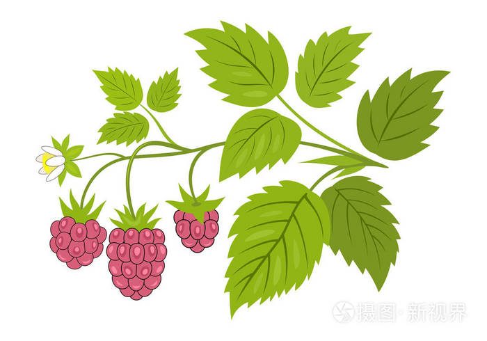 树莓树枝与浆果向量例证。成熟的树莓与树叶在树枝上, 在白色的孤立