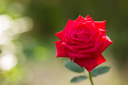 红色玫瑰在模糊的背景, 一个美丽的红色玫瑰在绿色背景, 空白为卡片, 节日花束, 春天样式为设计师, 情人节卡片, 艺术