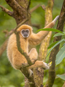 长臂猿 长臂猿, 又称白手长臂猿, 栖息在雨林丛林的树枝上。
