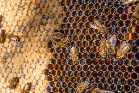 关闭了甜甜的蜂蜜与蜂窝工作蜜蜂观。蜂蜜是蜜蜂健康产生。收集在黄美丽蜂窝的蜂蜂蜜