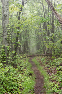 Appalachain Trail 在谢南多厄在雾中