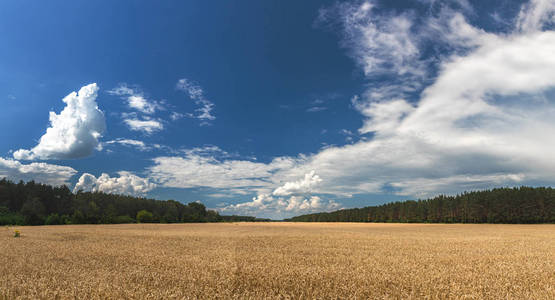 成熟的大麦在田野上夏末的午后, 日落 backli