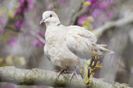 欧亚领的白鸽栖息在树枝上
