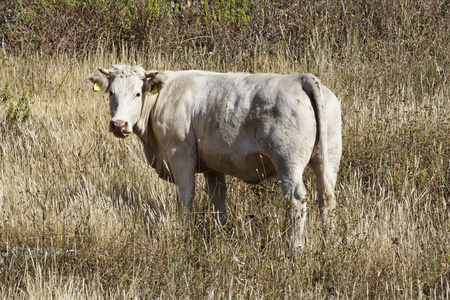 意大利的西西里岛，古沙省农村，西西里人牛