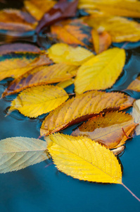 五颜六色的秋天叶子在蓝色被磨损的板材。枫叶在蓝色背景作为秋天概念