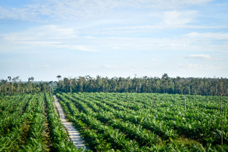 棕榈种植园图片
