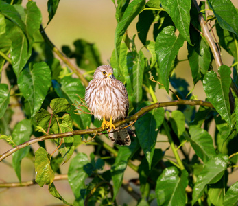 关于移徙穿越印度共同 Kestral