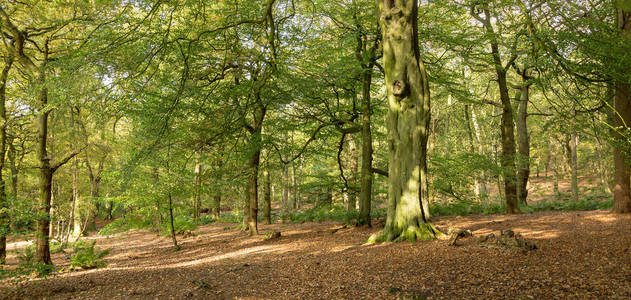 秋季典型的英国桦树林地