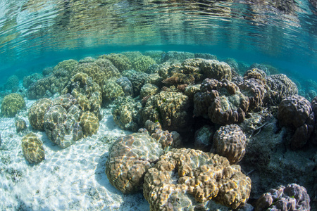 博尔德珊瑚在索罗门群岛的浅滩