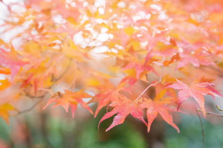 秋季红枫叶, 自然景观背景