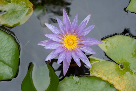 池塘里的紫色睡莲, 莲花