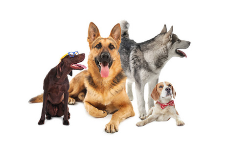 各种品种的狗图片