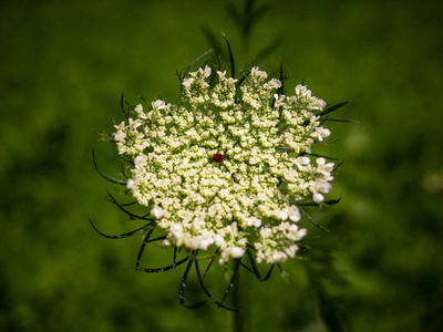 缬草白花特写镜头