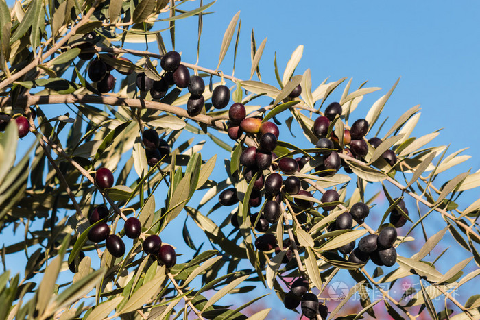 黑橄榄树上的蓝天