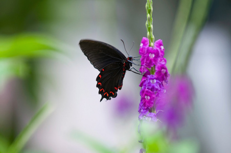 常见的玫瑰凤蝶照片