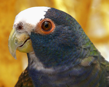 白冠鹦鹉在危地马拉照片