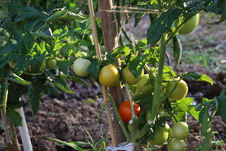 绿西红柿在灌木上成熟