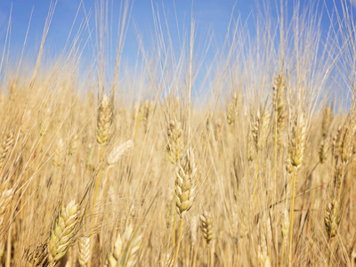 蓝蓝的天空对小麦的耳朵