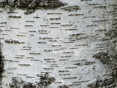 桦木树皮纹理特写镜头