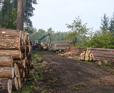 切碎的树木森林砍伐后躺在森林的日志