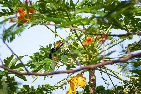 在哥斯达黎加的一棵木瓜树上栖息着火热的 aracari