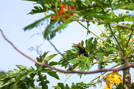 在哥斯达黎加的一棵木瓜树上栖息着一个火热的 aracari