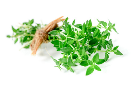 百里香清新草本特写在白色背景下分离。它是一种芳香多年生常青草本植物, 具有烹饪药用和观赏用途。