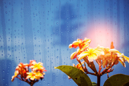 玻璃与花在雨季图片