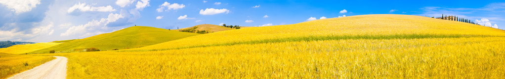 托斯卡纳小麦场全景在晴朗的一天