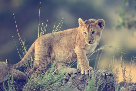 非洲肯尼亚国家公园狮子幼崽