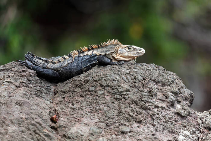 一个黑色的刺尾鬣蜥栖息在岩石上, 在哥斯达黎加的安东尼奥