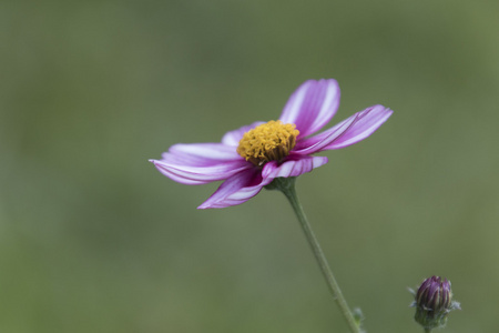 春季花