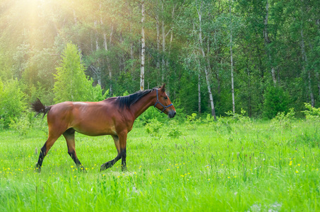 美丽的日落在草原上图片