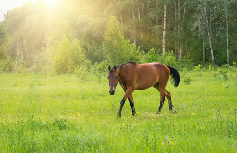 在绿色的草原上的马照片