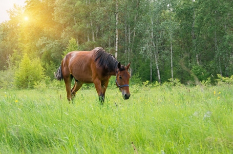 在绿色的草原上的马照片