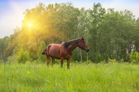 在绿色的草原上的马照片