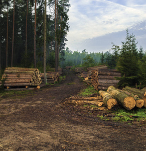 切碎的树木森林砍伐后躺在森林的日志