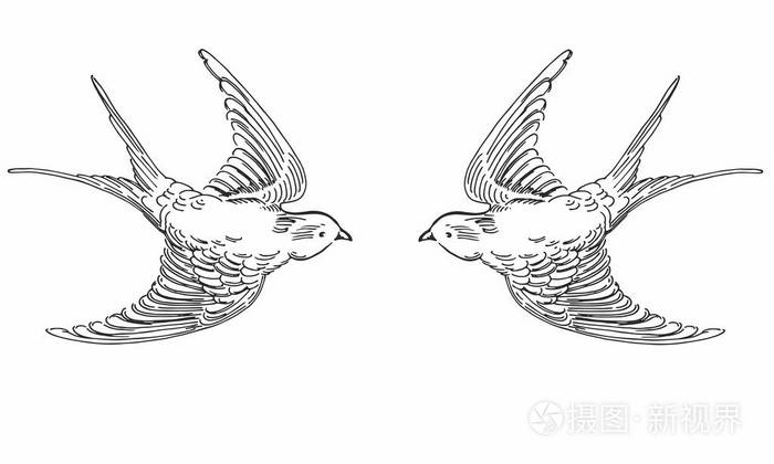 手绘素描飞行轮廓鸟的矢量插图.黑白原现实主义燕子