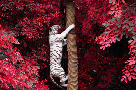 白老虎在动物园的野生自然中爬树