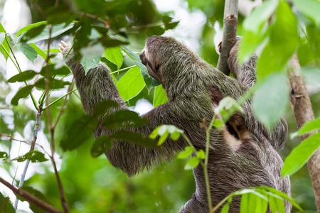 在哥斯达黎加的安东尼奥的一棵树上悬挂着三趾的懒惰