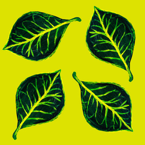 绿色巴豆属植物叶无缝模式。手绘花卉纹理。黄色背景