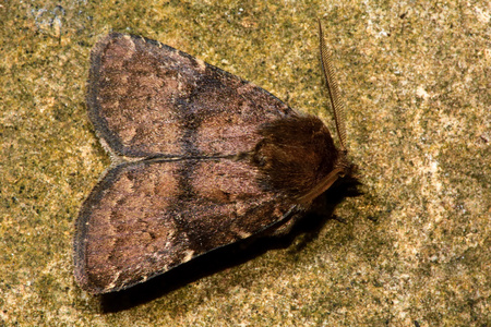 棕色蛾图片