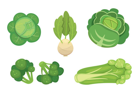 设置的矢量白菜和生菜。绿色蔬菜西兰花 大头菜 其他不同的卷心菜