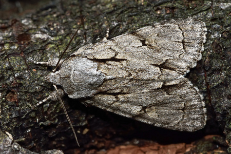 从上面的灰色蛾 Acronicta psi