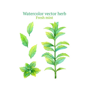 新鲜的水彩水彩新鲜的薄荷照片